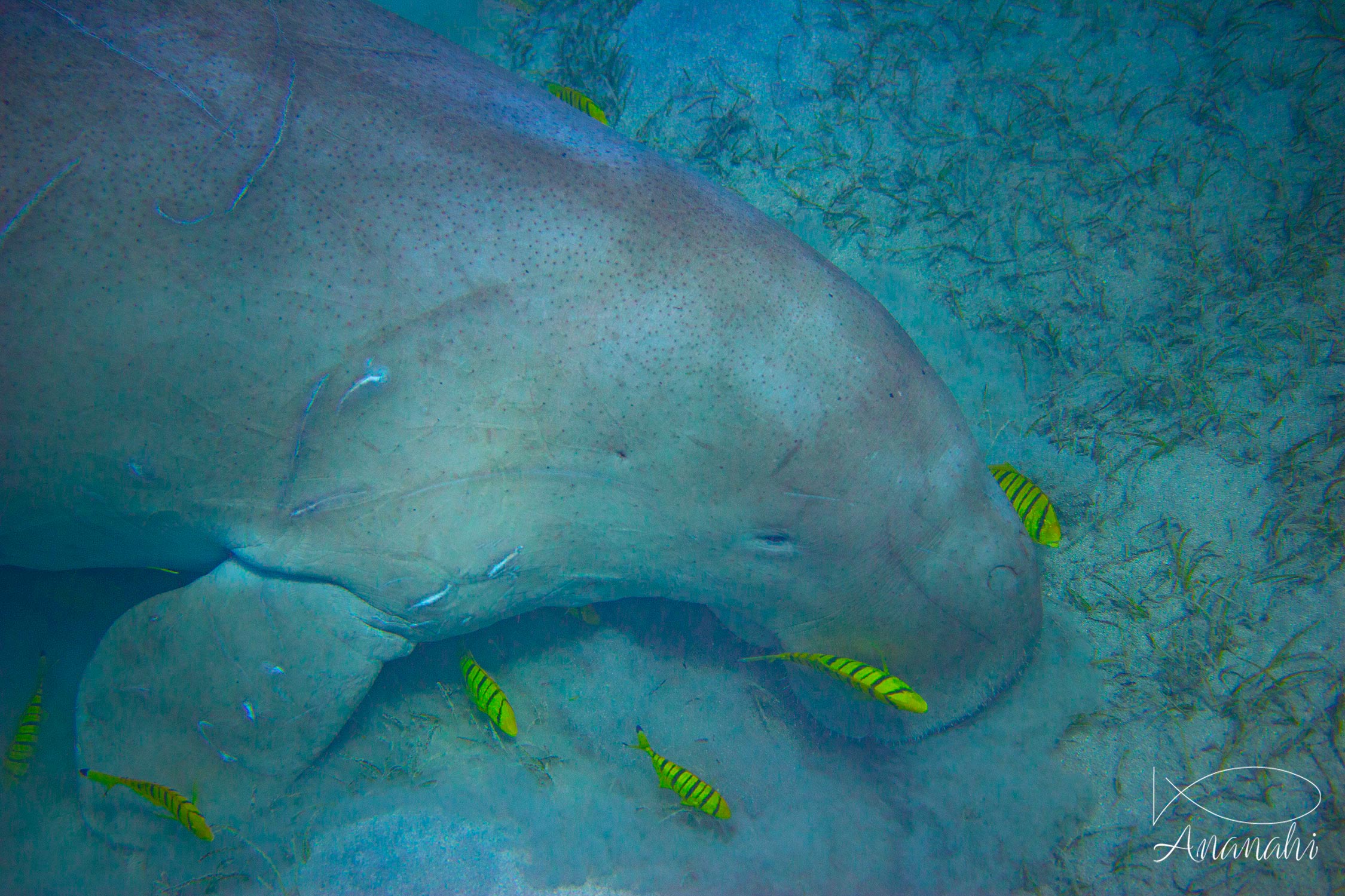 Dugong de Egypte