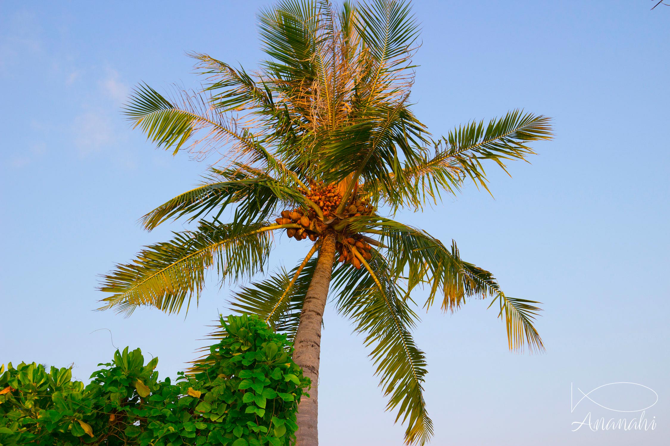 Île de Biyadhoo de Maldives