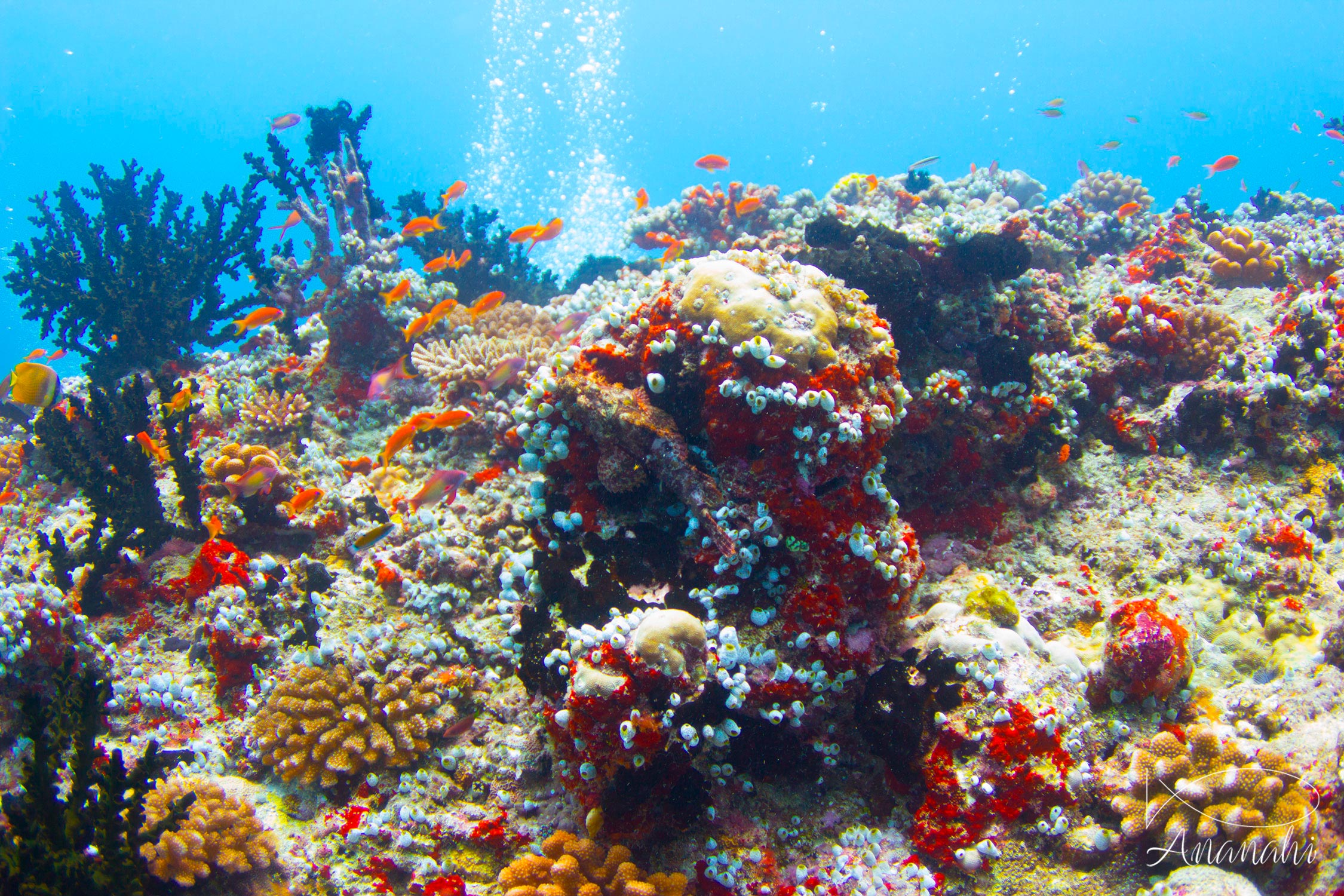 Coraux divers de Maldives