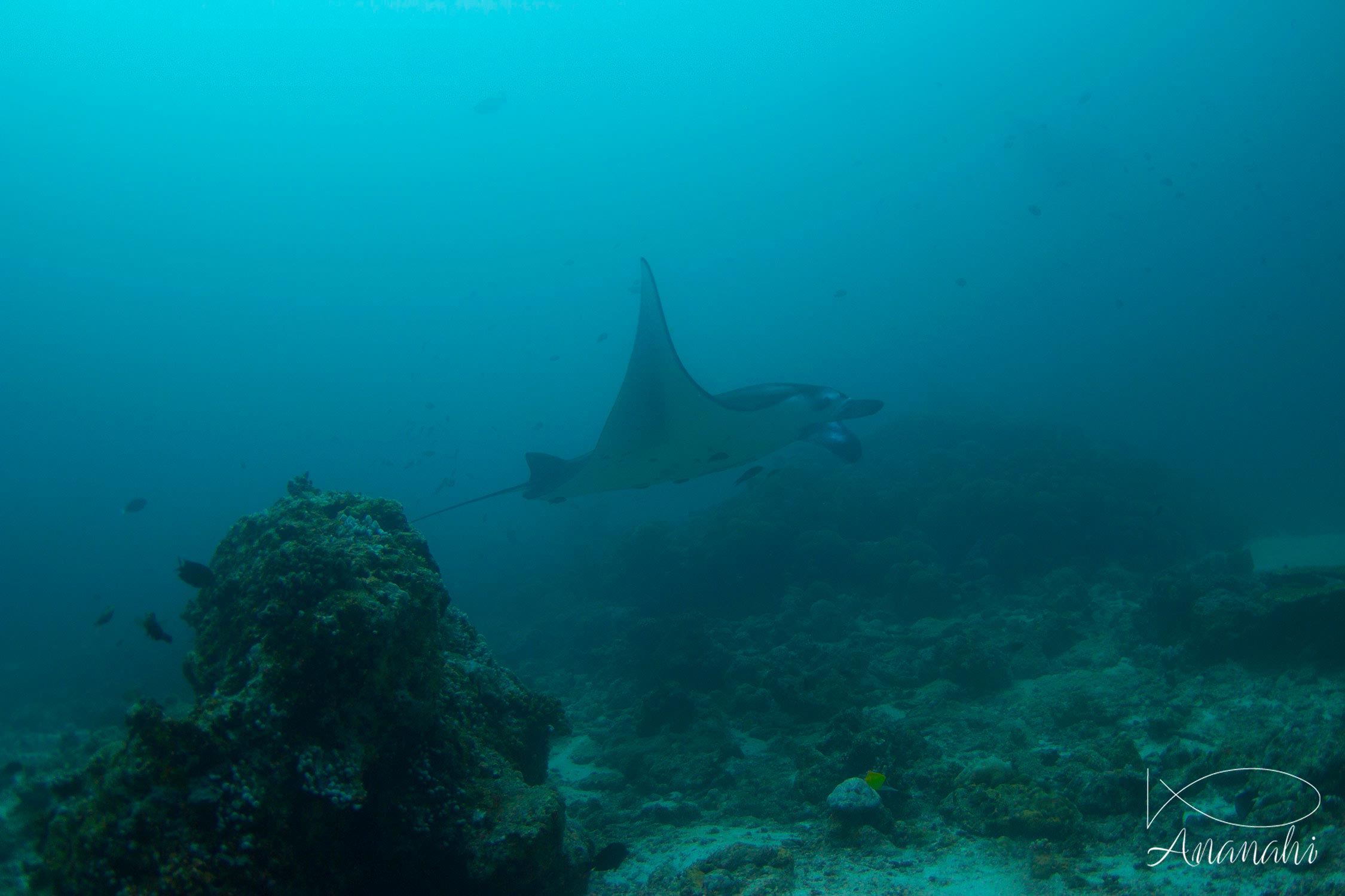 Raie manta de Maldives