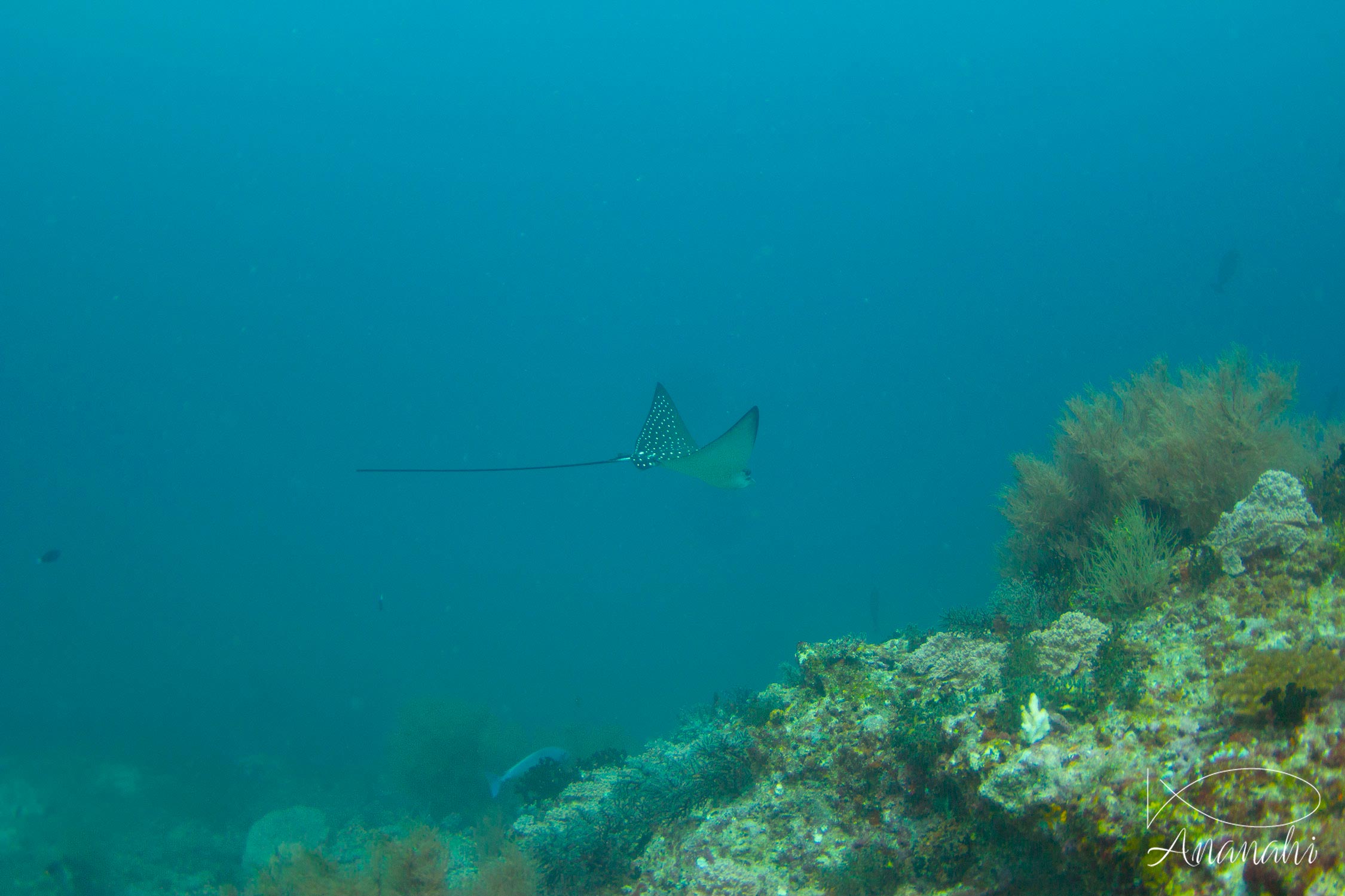 Raie léopard de Maldives